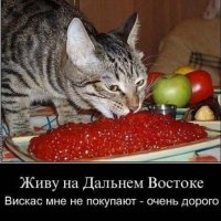 Кошачья дальневосточная еда