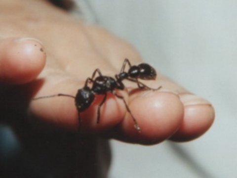 paraponera clavata