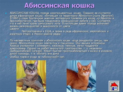 Абиссинская кошка