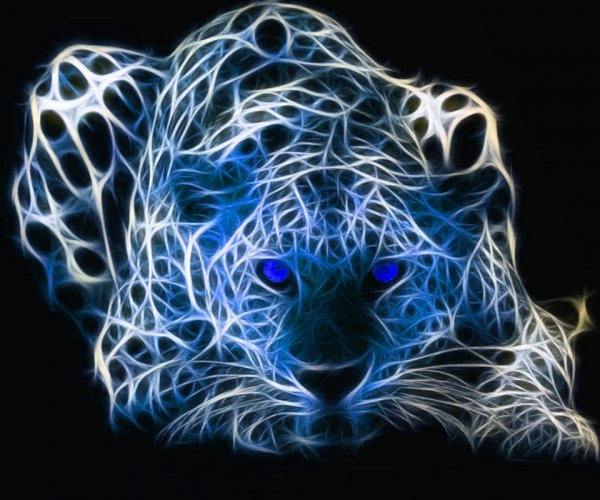 Blue Leopard-