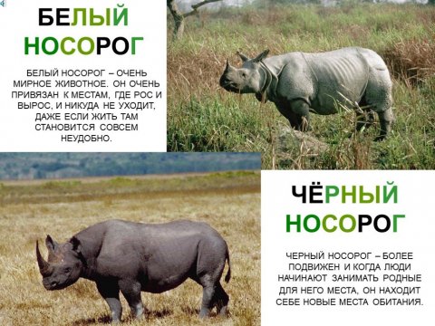 Носороги