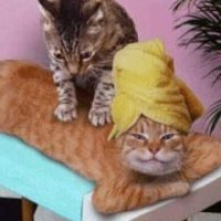 A Massage Cat