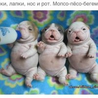 Мопсо пёсо бегемот