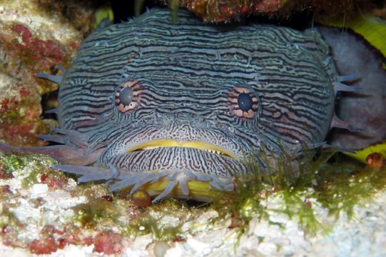 toadfish-watching-at-you-photo