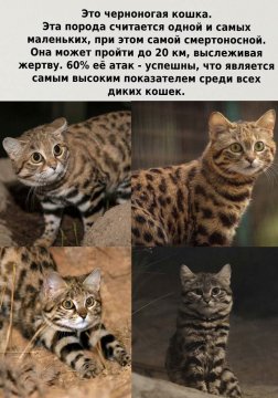 Черноногая кошка