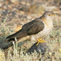 common-cuckoo-kaz