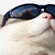 52648-wearing-cat-github-sunglasses-sunscreen-free-transpar