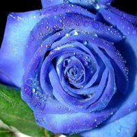 blue rose 01