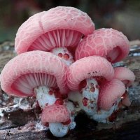 Грибы Rhodotus Palmatus