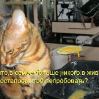 КотЭ)