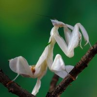 Mantis orchids branch with natural background