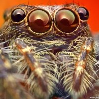 rexfeatures spiders-2