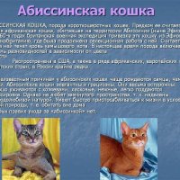 Абиссинская кошка