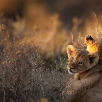 LionCubs ROW2972211378 UHD