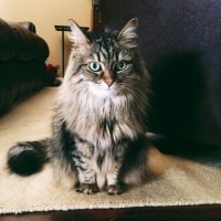 15-siberian-cat