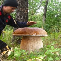 Биологически человек ближе к грибам, чем к растениям