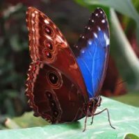 Blue-morpho-2