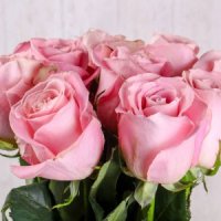 depositphotos 220994782-stock-photo-pink-roses-bouquet-isolat