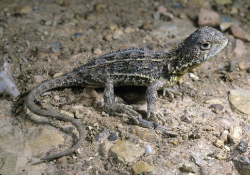 CSIRO ScienceImage 6859 Grassland Earless Dragon-640x447