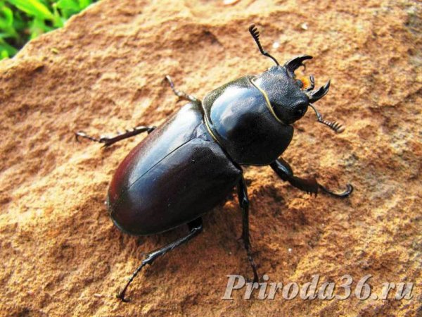 Lucanus