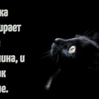 cat quotes 1