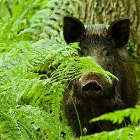 Wild-Boar-112-sow