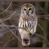 Barred Owl-wallpaper-11105152