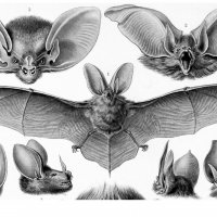 Animal-Animal-head-Bat-Faces-Ears-Nose-a