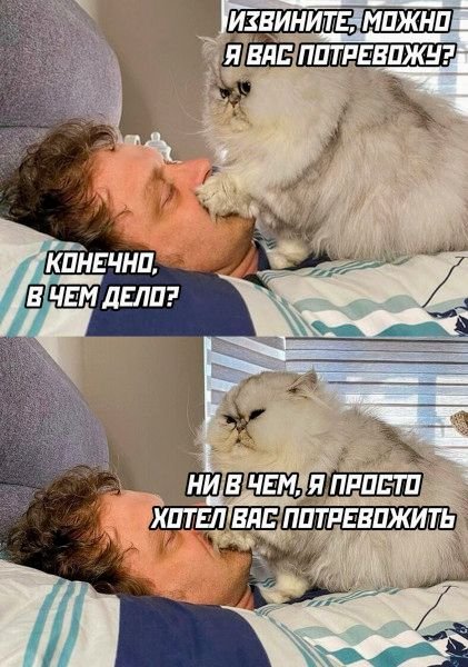 КотЭ)