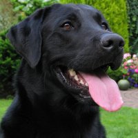 Black Labrador