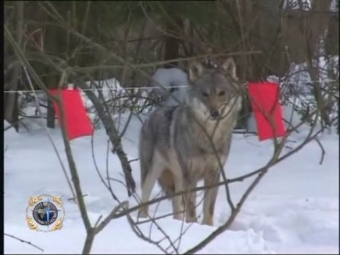 oxota-na-volkov-zimoj-video