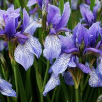 Iris-sibirskiy