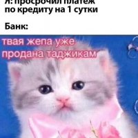 Приколы-разное-котенька-8153821