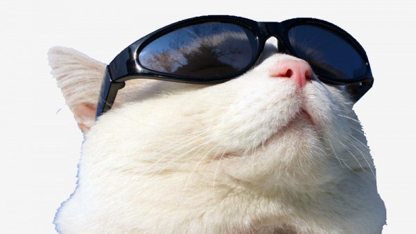 wearing-cat-github-sunglasses-sunscreen-free-transpar