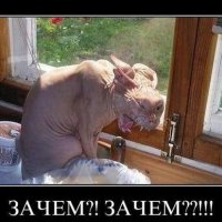 Милашка))) i-560.jpg (600х387) content.foto.my.mail.ru