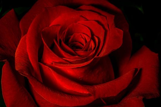 Main1000 red-rose 2560x1707 i4qx5