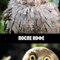 Сова напосту