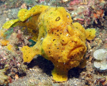 Frog Fish Pictures11