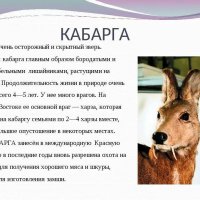 Кабарга