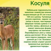 Косуля