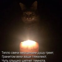 И накорми кота...