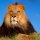 lion pictures-935802