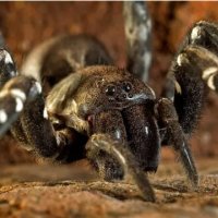 Spider desertas wolf spider hogna ingens