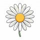 Daisy-flower