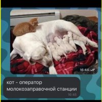 Кот - оператор