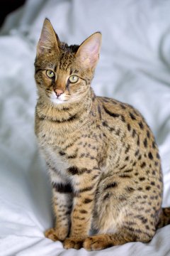 Savannah Cat portrait