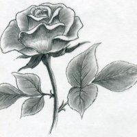 how-to-draw-a-rose46