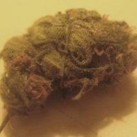 cannabis-cup-2008-homegrown-cheese