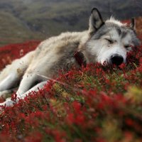 21 Animal Animal - Wolf Wallpaper