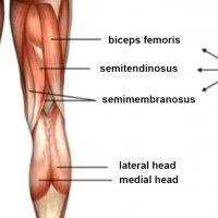 Hamstrings